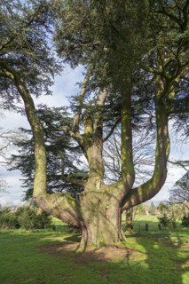 Large tree in the garden of the youth hostel, Tiddington, Stratford upon Avon, England, Great
