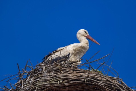 Stork (ciconia) in the nest on the roof of the town hall, Tangermuende, Saxony-Anhalt, Germany,