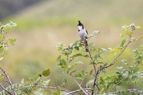 Red-vented Bulbul (Pycnonotus cafer) or Sooty Bulbul in Eravikulam National Park, Kannan Devan