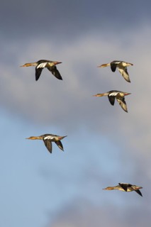 Red-breasted Merganser (Mergus serrator), small flock in flight, Laanemaa, Estonia, Europe