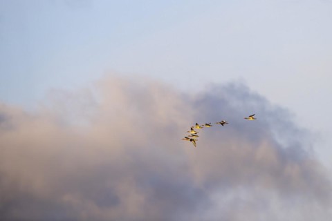 Red-breasted Merganser (Mergus serrator), small flock in flight, Laanemaa, Estonia, Europe