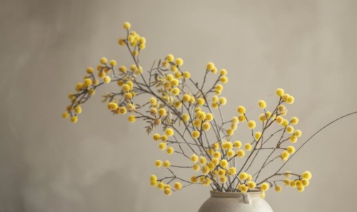 A detailed shot of Mimosa stems arranged in a vase AI generated