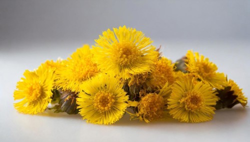 Fresh yellow coltsfoot flowers form a natural bouquet, medicinal plant coltsfoot, Tussilago