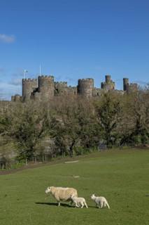 Sheep, lambs, castle, Conwy, Wales, Great Britain