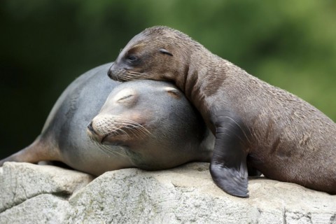 California sea lion (Zalophus californianus), An adult sea lion and a juvenile showing love and