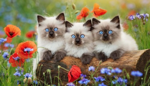 KI generated, animal, animals, mammal, mammals, cat, felidae (Felis catus), three cats resting on a