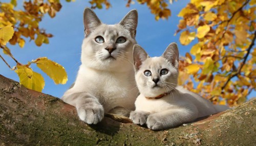 AI generated, animal, animals, mammal, mammals, cat, felidae (Felis catus), a cat and a kitten