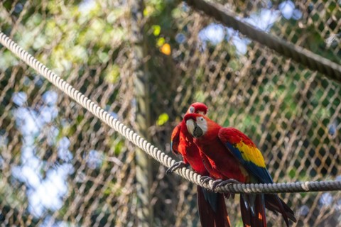 Portrait of a parrot. Beautiful shot of the animals in the forest on Guadeloupe, Caribbean, French