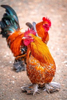 Feather-footed Bantam (Gallus gallus) chicken on a farm, Eisenberg, Thuringia, Germany, Europe