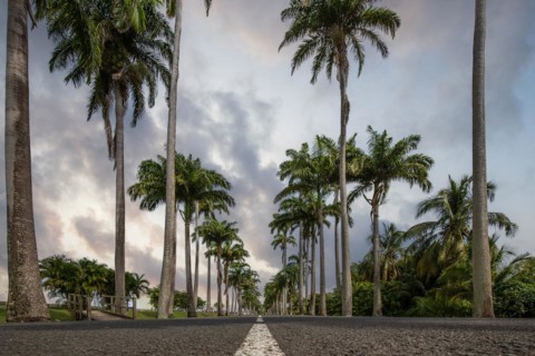 The famous palm avenue l'Allee Dumanoir. Landscape shot from the centre of the street into the
