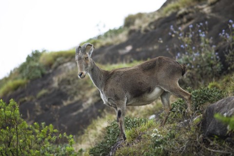 Nilgiri tahr (Nilgiritragus hylocrius, until 2005 Hemitragus hylocrius) or endemic goat species in