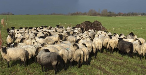 Black-headed domestic sheep (Ovis gmelini aries) waiting in the pen in front of the new pasture,
