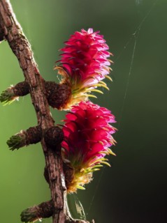 Larch (Larix decidua), female flowers on a larch branch, North Rhine-Westphalia, Germany, Europe