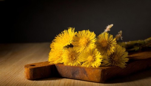 Yellow coltsfoot flowers lie on an old wooden board in front of a dark background, medicinal plant