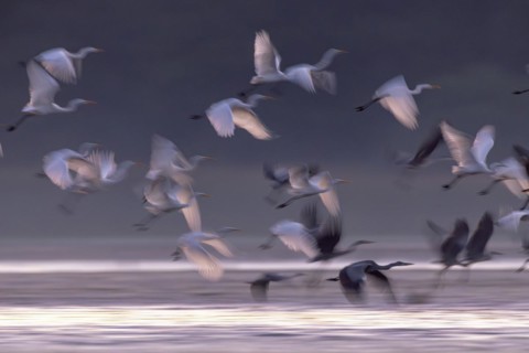 Great egret (Egretta alba), Great White Egret and Grey Heron startled by White-tailed Eagle,