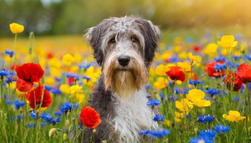 Ai generated, animal, animals, mammal, mammals, a, single animal, bobtail, (Canis lupus