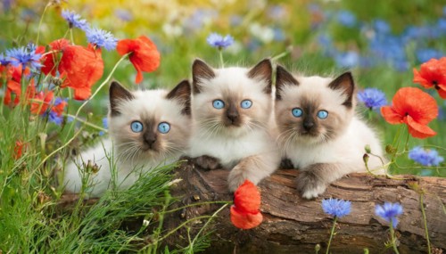 KI generated, animal, animals, mammal, mammals, cat, felidae (Felis catus), three cats resting on a