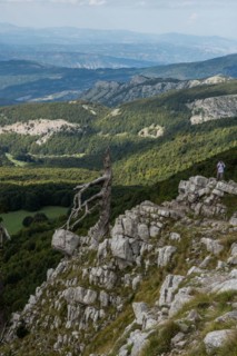 Pollino national park, Pinus heldreichii, italy
