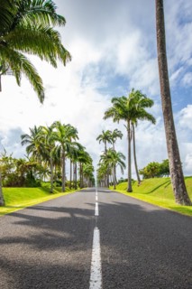 The famous palm avenue l'Allee Dumanoir. Landscape shot from the centre of the street into the