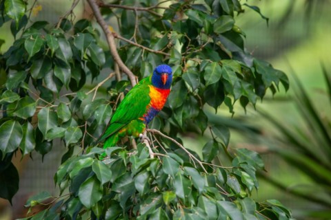 Portrait of a loris, parrot. Beautiful shot of the animals in the forest on Guadeloupe, Caribbean,