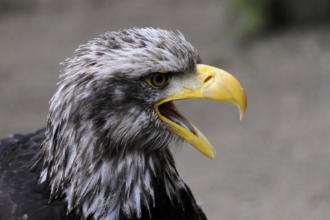Bald eagle, Haliaeetus leucocephalus, A bald eagle calls with its beak open, captured in front of