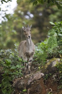 Nilgiri tahr (Nilgiritragus hylocrius, until 2005 Hemitragus hylocrius) or endemic goat species in