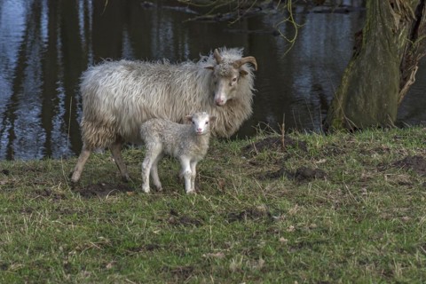Horned moorland cuckoo (Ovis aries) with its lamb grazing on a pond, Mecklenburg-Western Pomerania,
