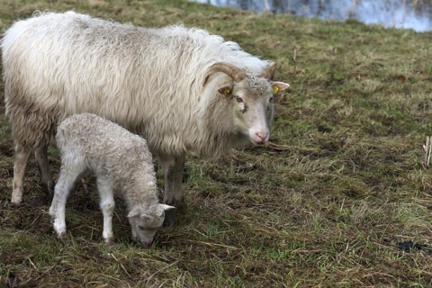 Horned moorland sheep (Ovis aries) with their lamb on the pasture, Mecklenburg-Western Pomerania,