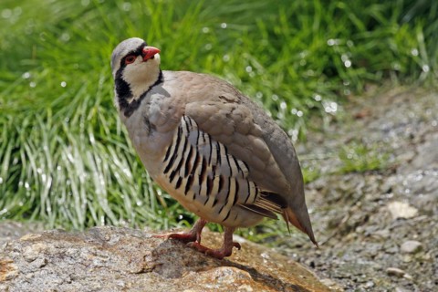 Rock partridge (Alectoris graeca), mountains