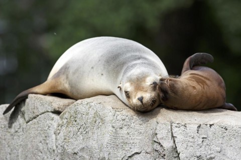 California sea lion (Zalophus californianus), An adult sea lion and a juvenile showing love and