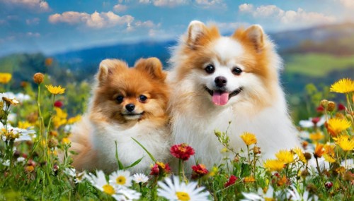 KI generated, animal, animals, mammal, mammals, a, single animal, dwarf spitz, Spitz, (Canis lupus