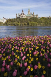 Bed of pink and yellow Tulipa, Tulips plus Chateau Laurier and Canadian Parliament buildings across