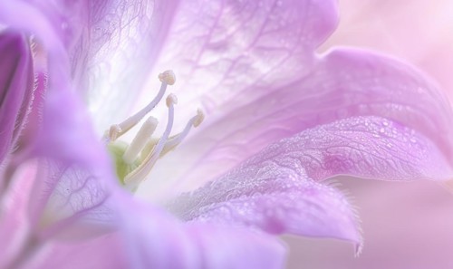 Close-up of a bellflower in soft light, closeup view, selective focus, spring background AI