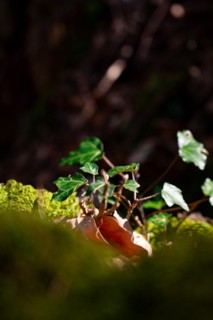 Sunlit common ivy (Hedera helix) on mossy ground, Neubeuern, Germany, Europe