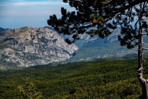 Pollino national park, Pinus heldreichii, italy