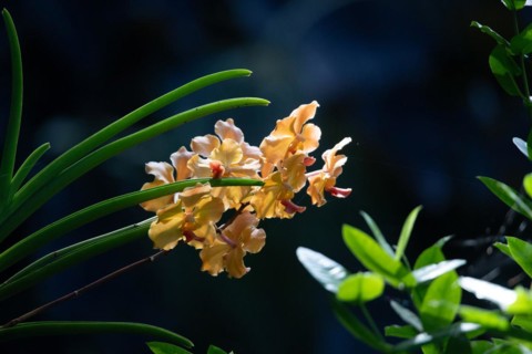 Jardin Botaniqu de Deshaies, botanical garden with flora and fauna in Guadeloupe, Caribbean, French