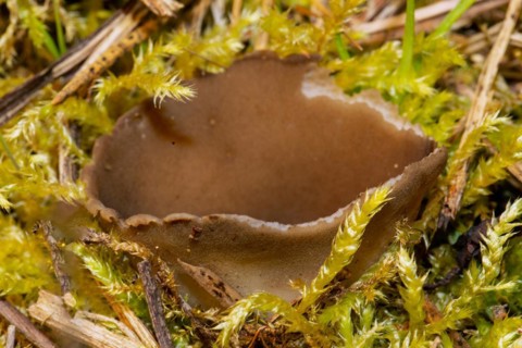 Black and white ribbed cup lobelia cup-shaped brown fruiting body in green moss