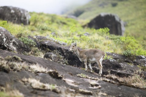Nilgiri tahr (Nilgiritragus hylocrius, until 2005 Hemitragus hylocrius) or endemic goat species in