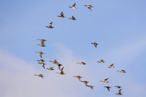 Gadwall (Anas strepera) and wigeon (Anas penelope), small flock in flight, Laanemaa, Estonia,
