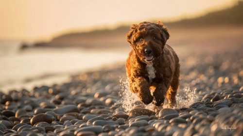 Happy dog running in a curved path on a pebbled beach during golden hour, AI generated
