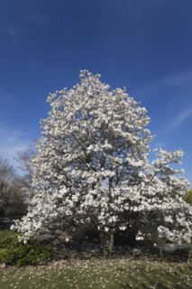 Magnolia loebneri tree with white flower blossoms in full bloom in Japanese garden in spring,