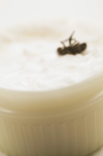 Close-up of dead Musca domestica, Common House Fly in plastic container of white ointment, Studio