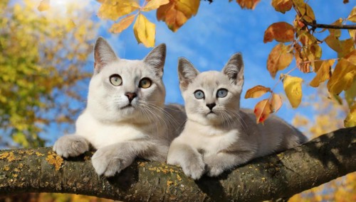 AI generated, animal, animals, mammal, mammals, cat, felidae (Felis catus), a cat and a kitten