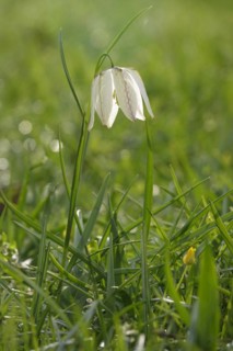 Charming chequerboard flower, spring, Germany, Europe