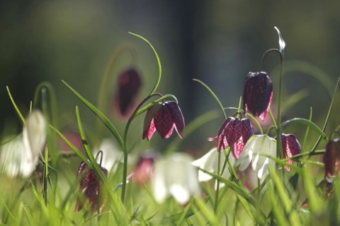 Enchanting chequerboard flowers, April, Germany, Europe