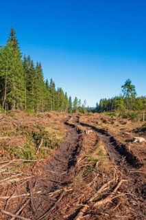 Logging road with tire tracks on a clearcutting in a spruce forest