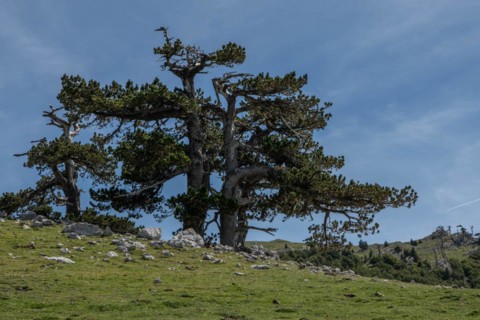 Pollino national park, Pinus heldreichii, italy