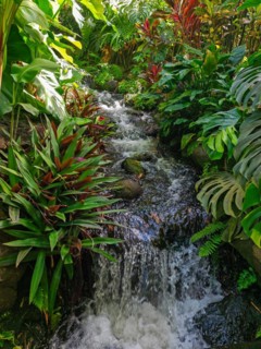 Jardin Botaniqu de Deshaies, botanical garden with flora and fauna in Guadeloupe, Caribbean, French
