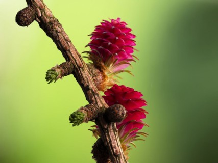 Larch (Larix decidua), female flowers on a larch branch, North Rhine-Westphalia, Germany, Europe