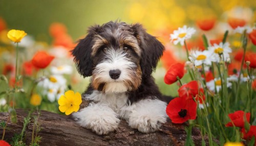 Ai generated, animal, animals, mammal, mammals, a, single animal, bobtail, (Canis lupus